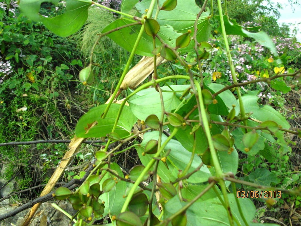 Yzom 8