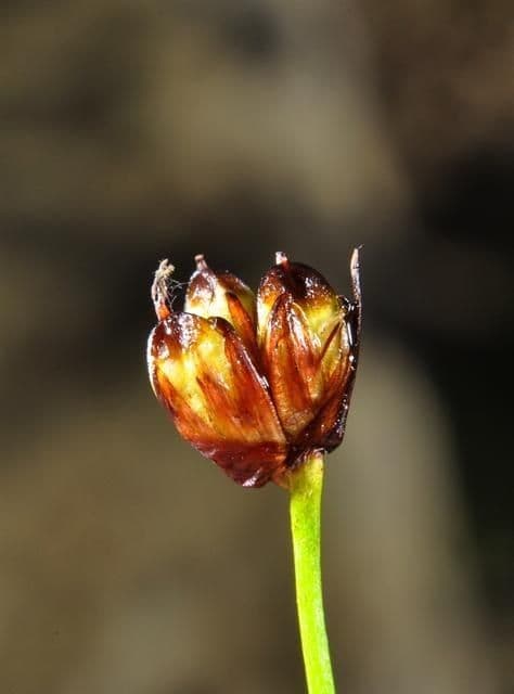 Jonc à trois fleurs 2