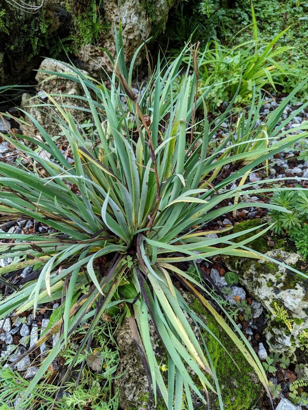 Sisyrinchium 12