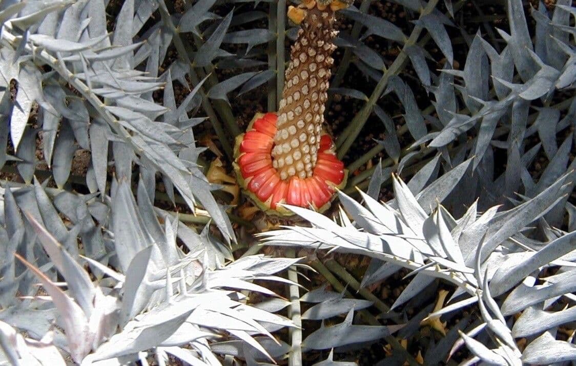 Encephalartos 3