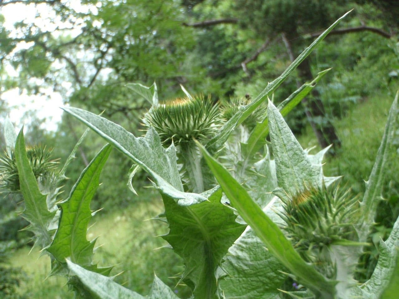Acanto salvatico 28