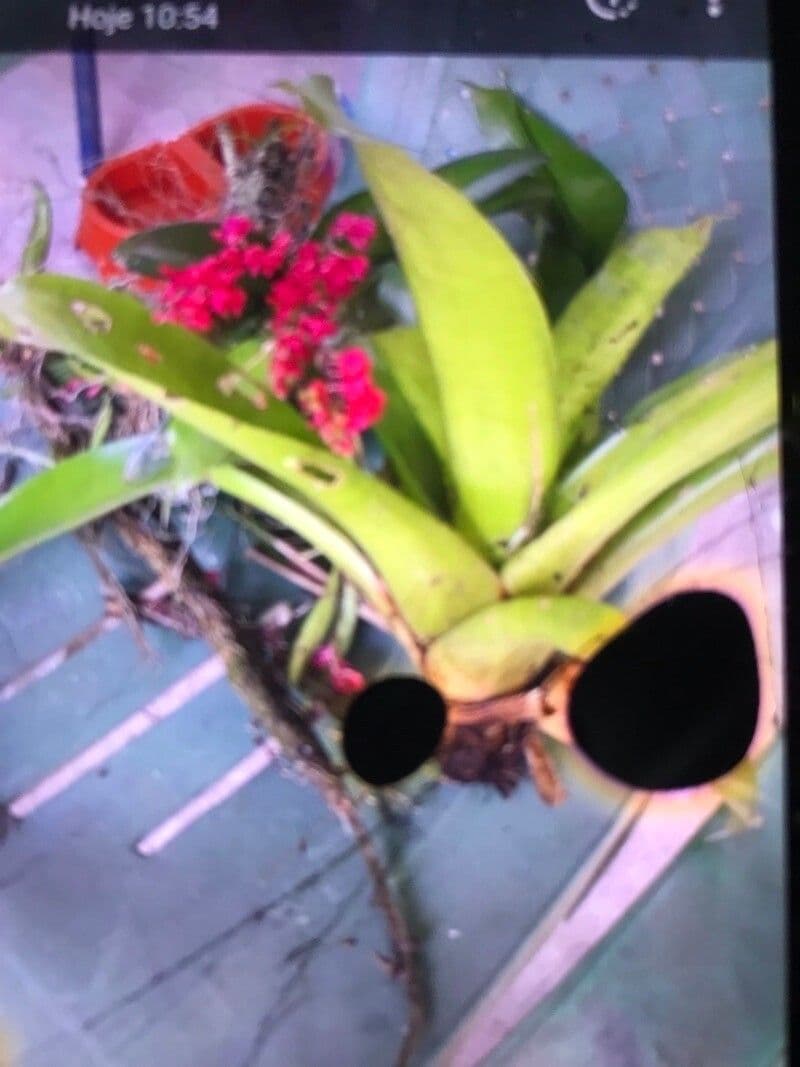 Orchidea corallo 2