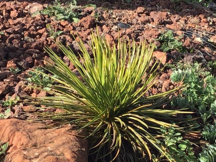 Schott-Agave 8
