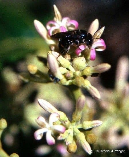 Parsonsia