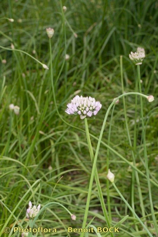 Aglio perenne 9