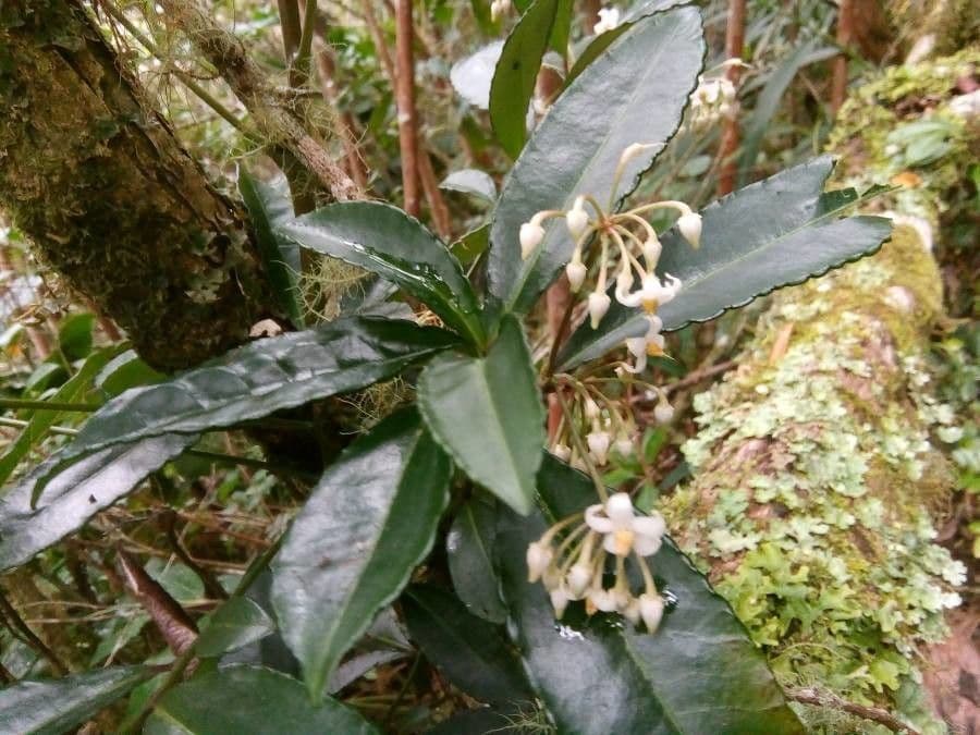 Ardisia crenata 30