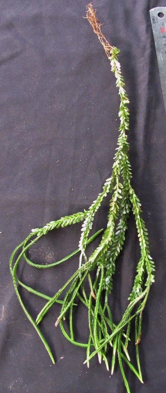 Huperzia