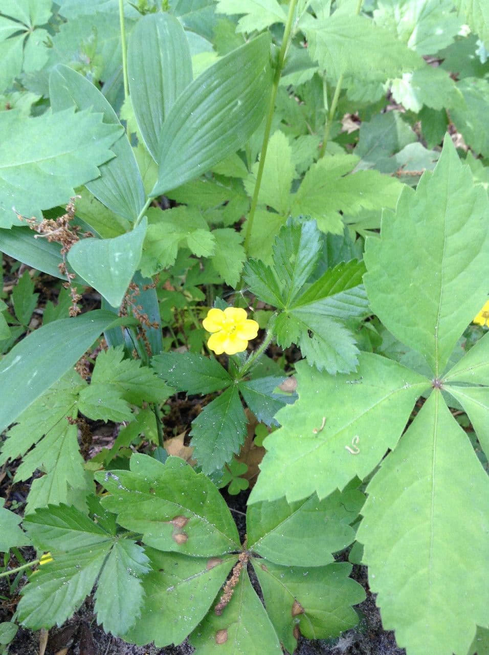 Potentilla simplex 8