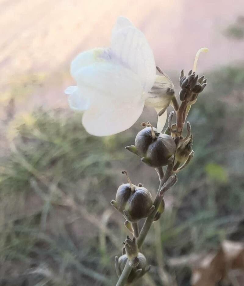 Linaria strisciante