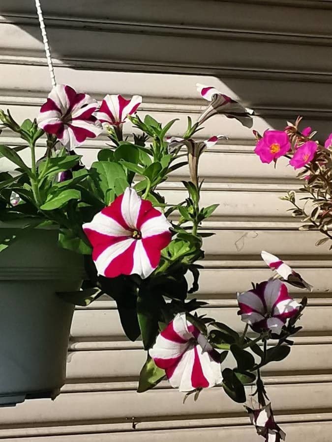 Petunia 23