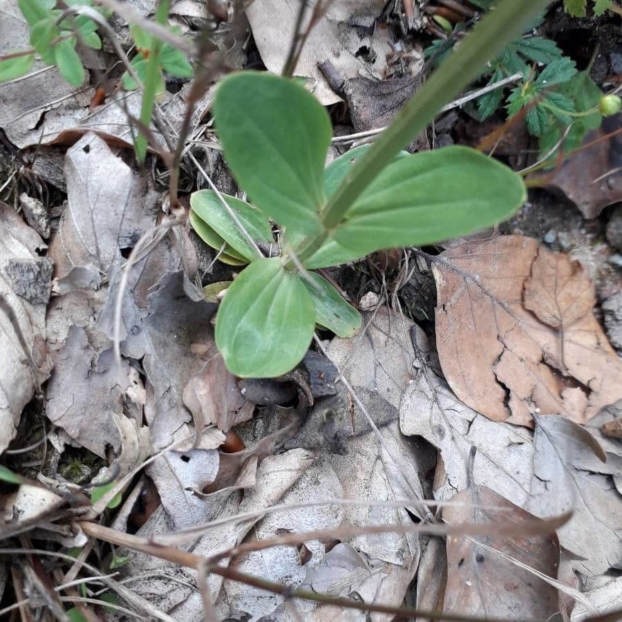 Centaurea minore 20