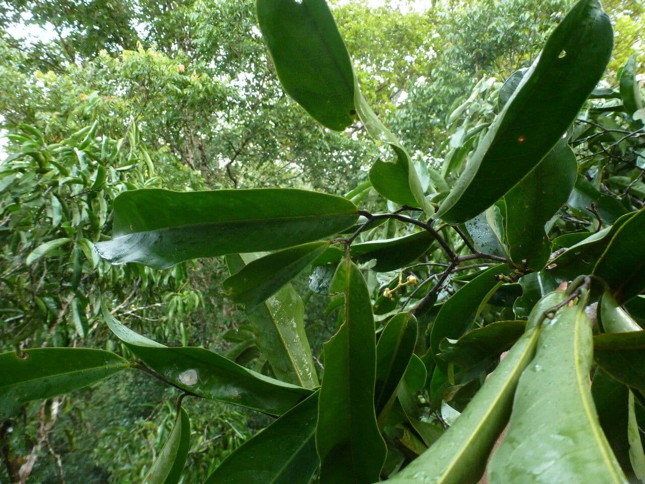 Eschweilera coriacea 9