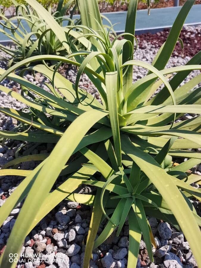 Agave 10