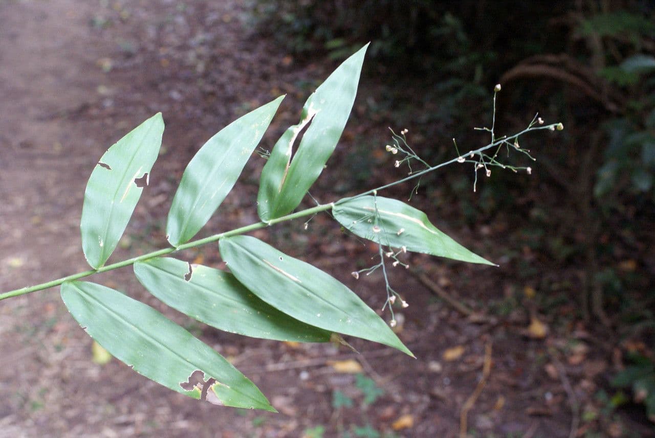 Lasiacis maculata 12