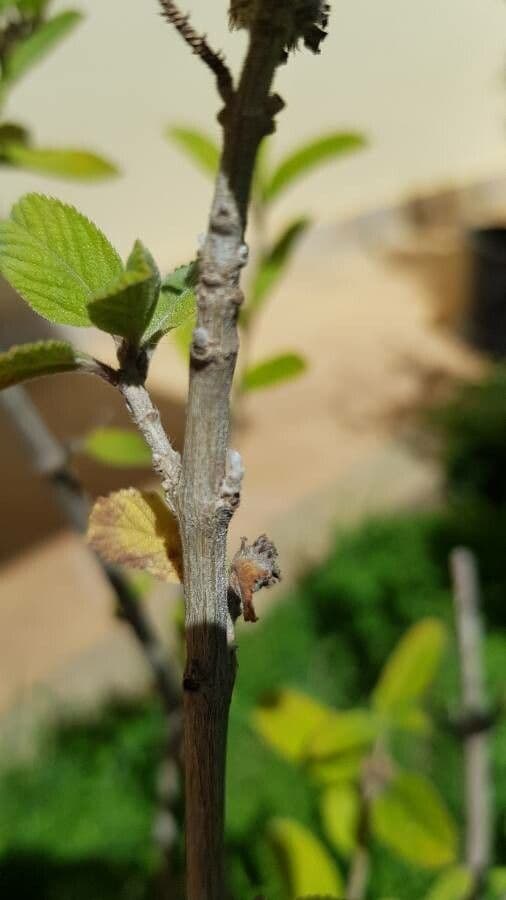 Lippia alba 17