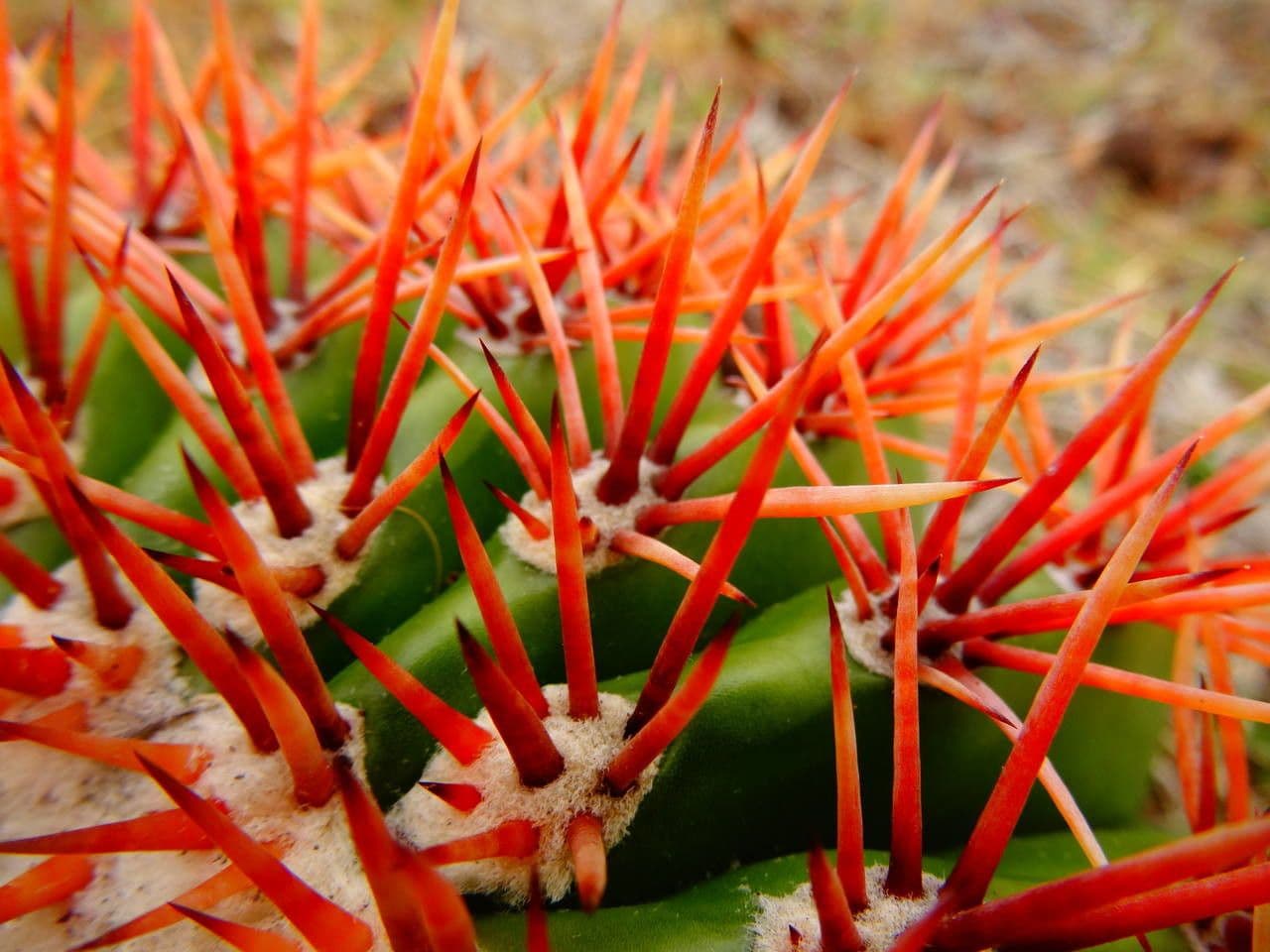 Melocactus 9