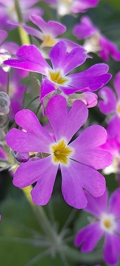 Primula di Siebold 5