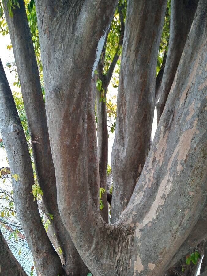 Bursera tomentosa 14