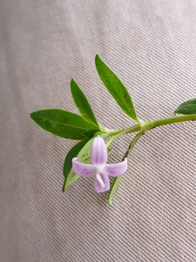 Oldenlandia 7