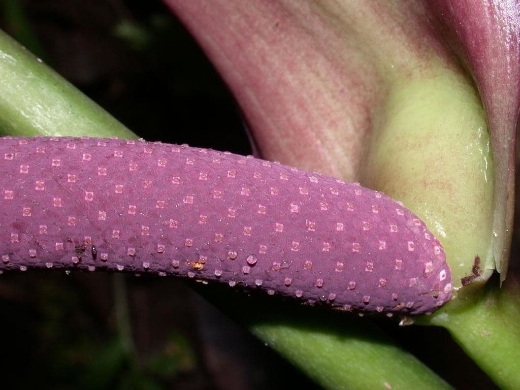 Anthurium 2
