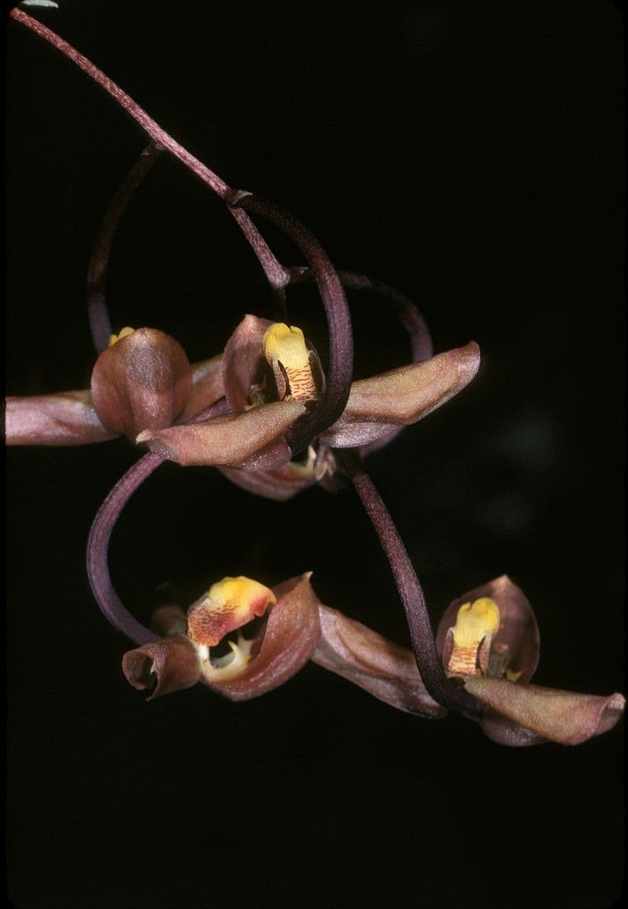Gongora 4