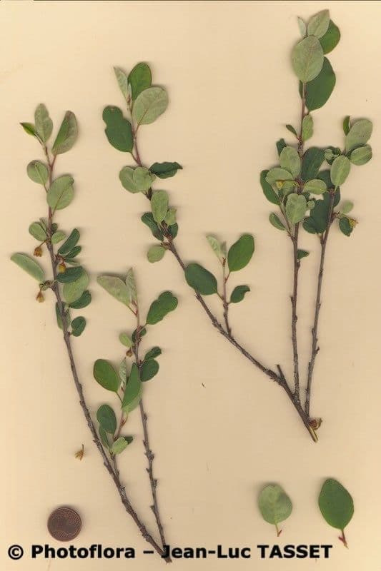 Cotoneaster 14