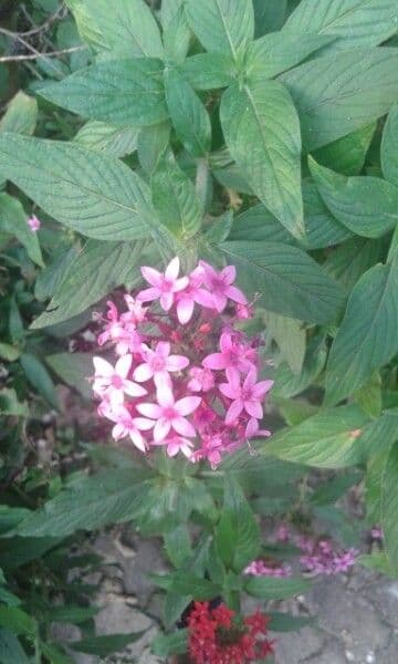 Pentas 26