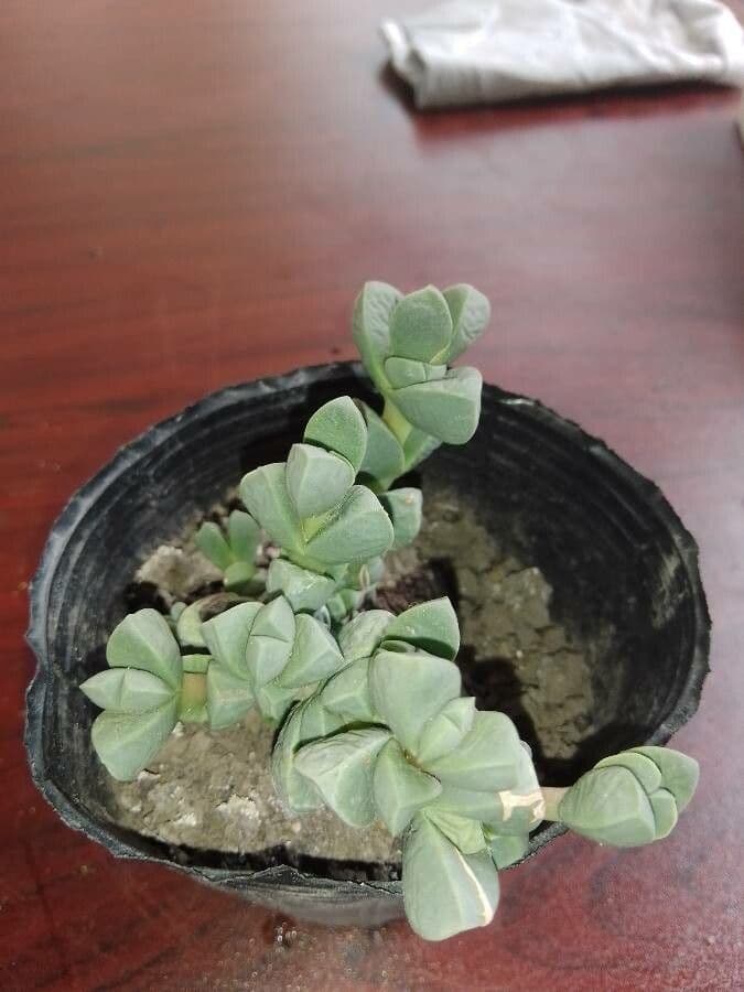Corpuscularia 11