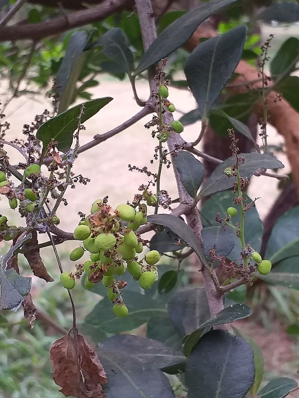Searsia pyroides 2
