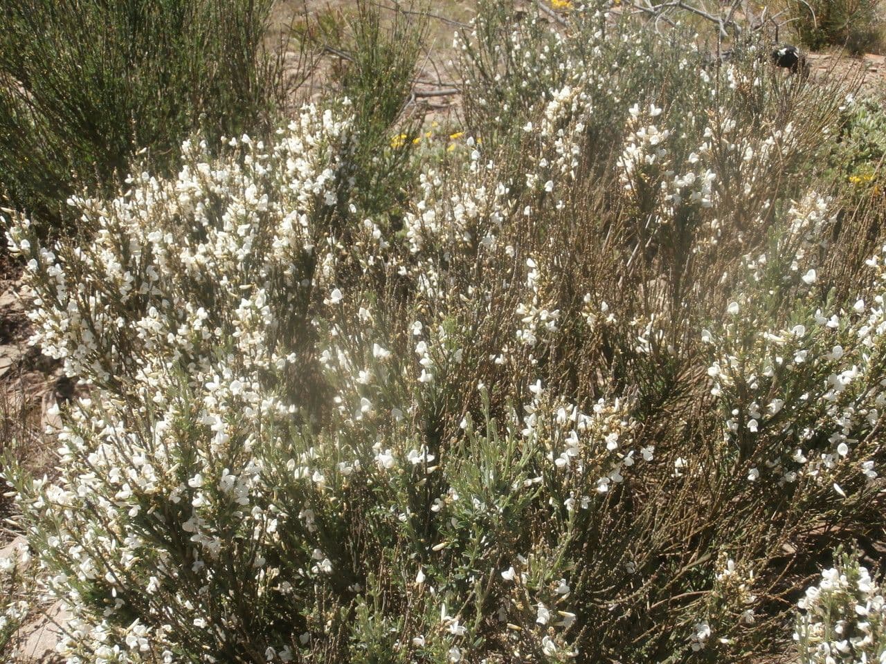Ginestra multiflora 10