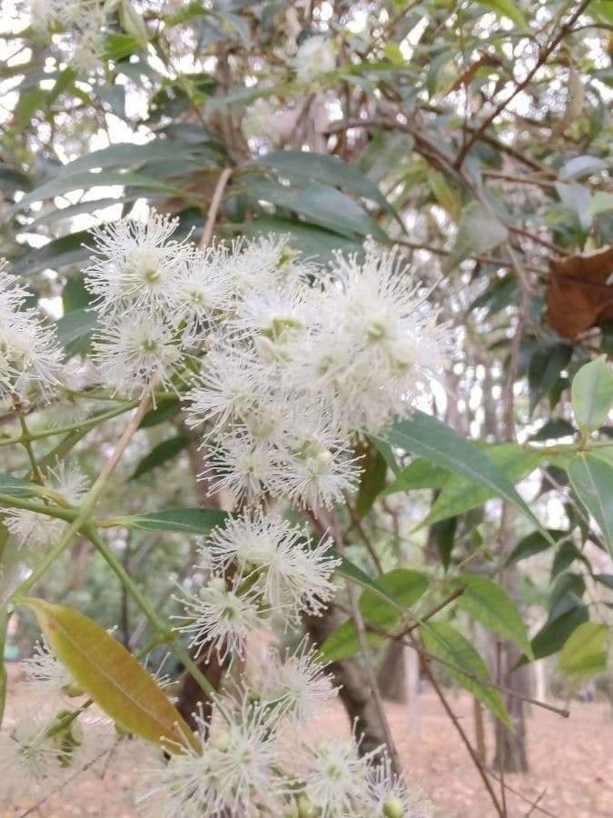 Glänzende Myrcia 16