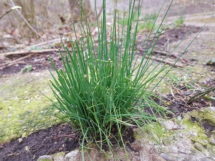 Allium suaveolens 16