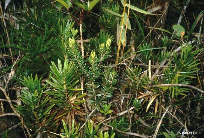 Podocarpus