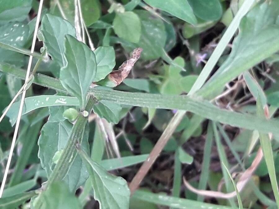 Cyanthillium popelavé 20