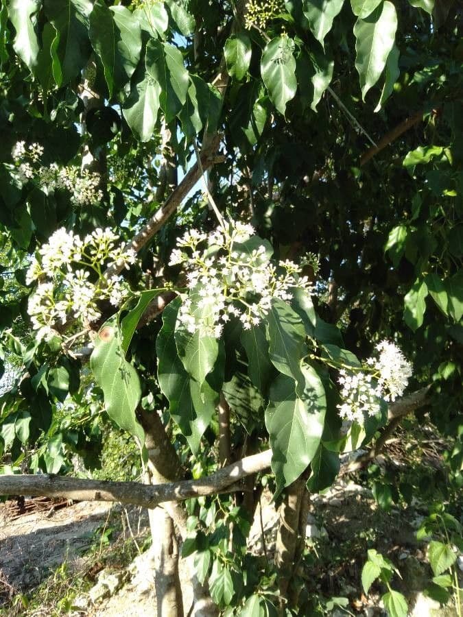 Ehretia 4
