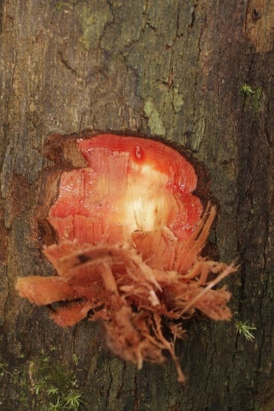 Protium apiculado 13