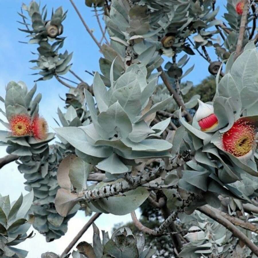 Eukalyptus 11