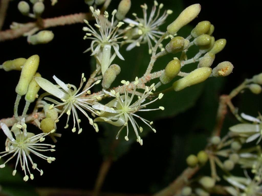 Heliocarpus 29