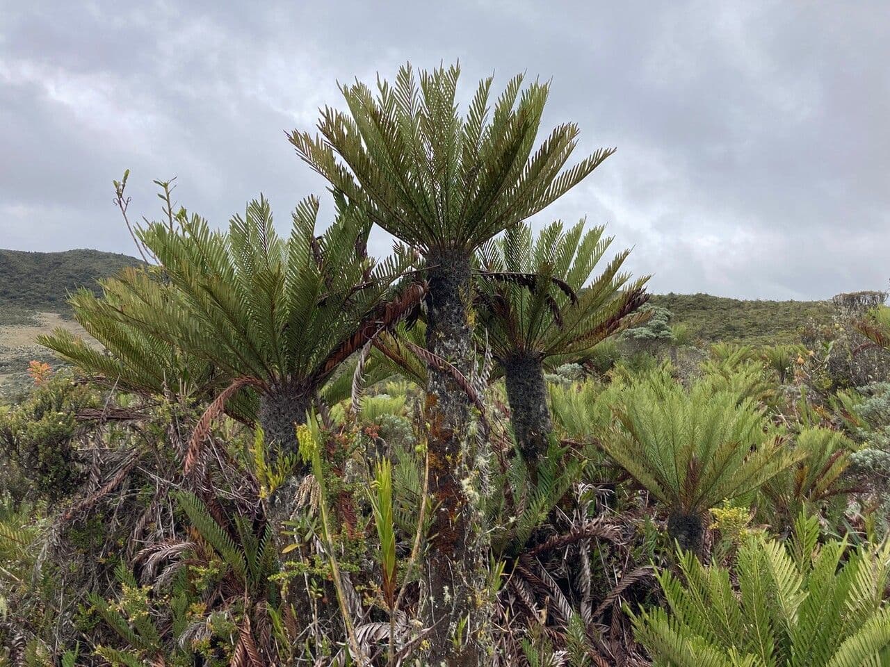 Blechnum