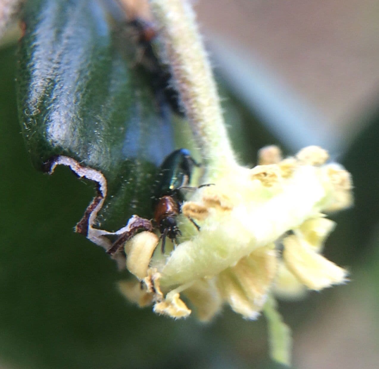 Cercocarpus montanus 8