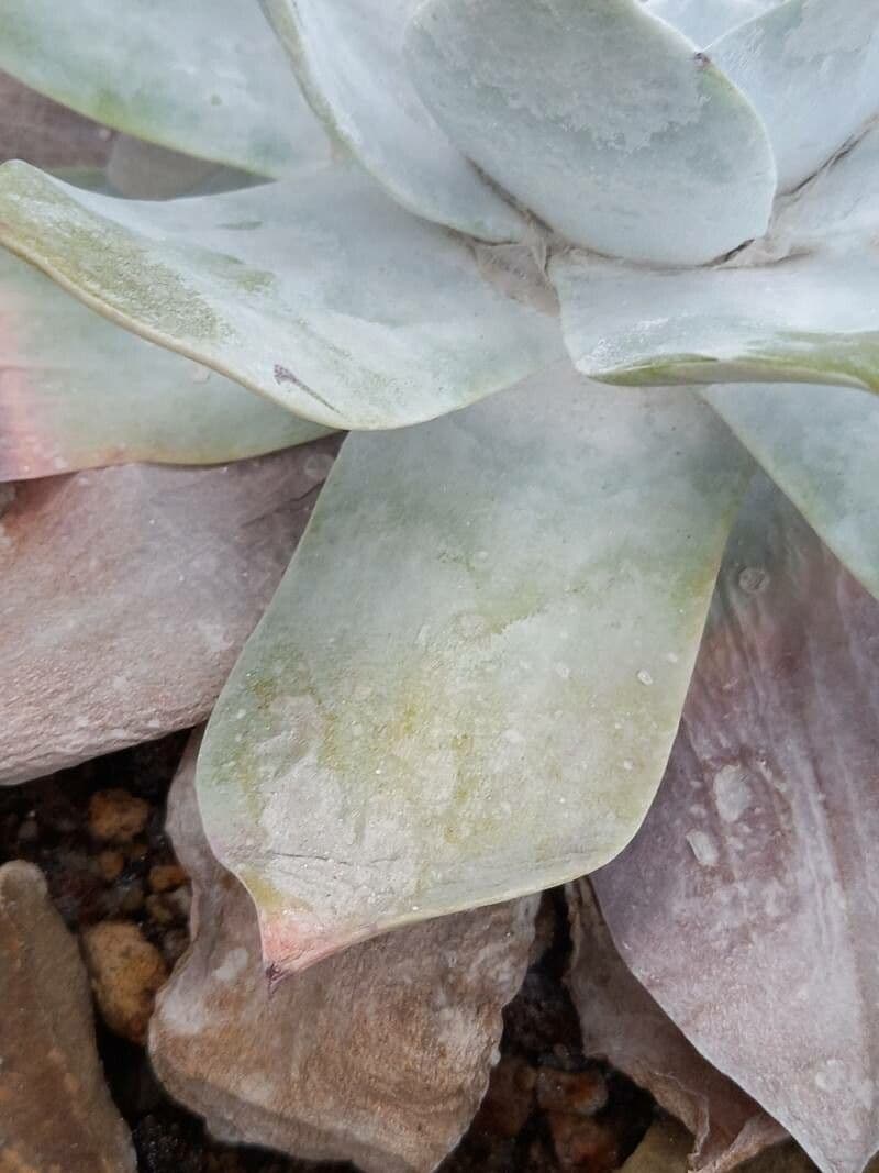 Anthonys Dudleya 2