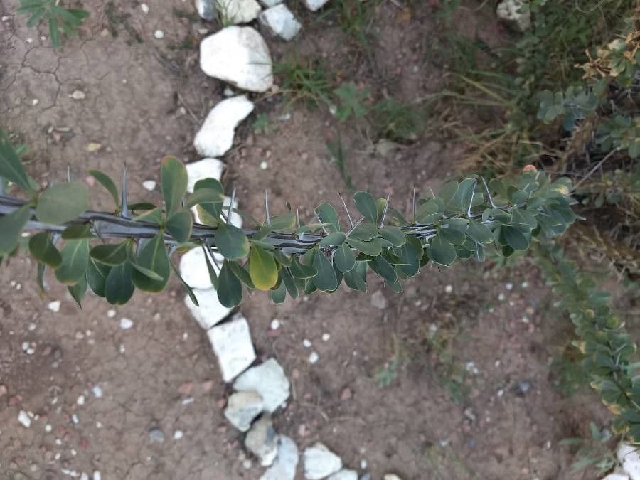 Ocotillo 19