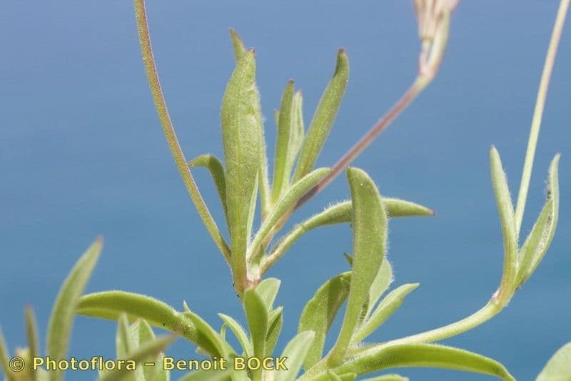Silene secundiflora 23