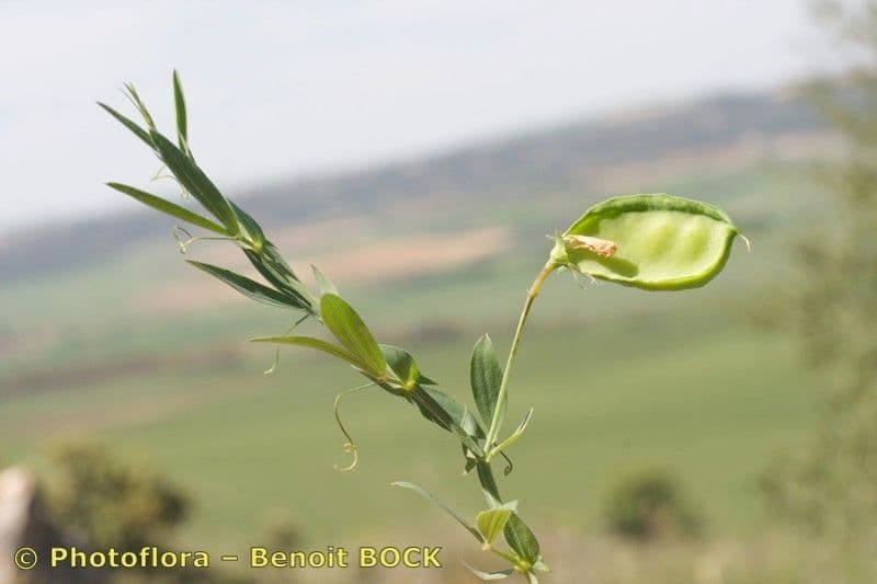 Pisello 3