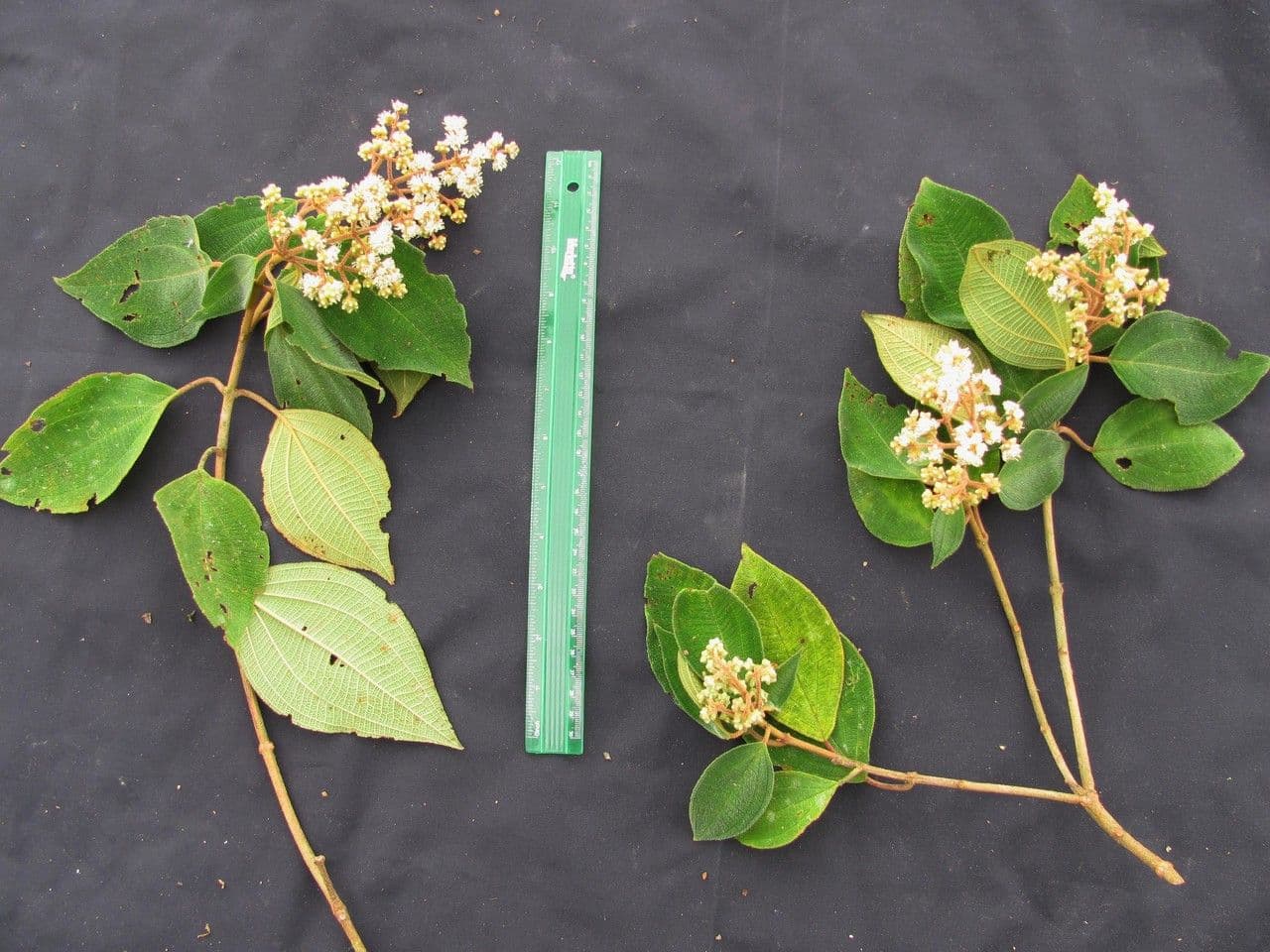 Miconia 15
