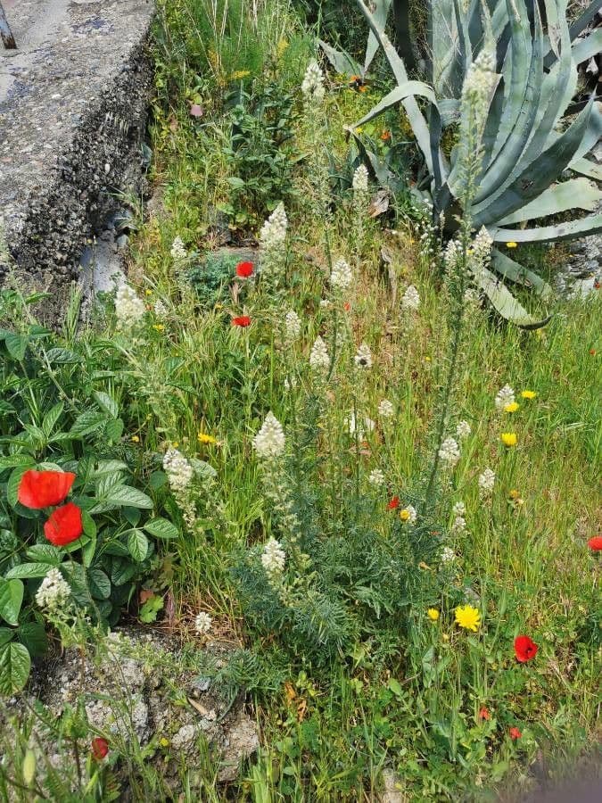 Reseda bianca 7