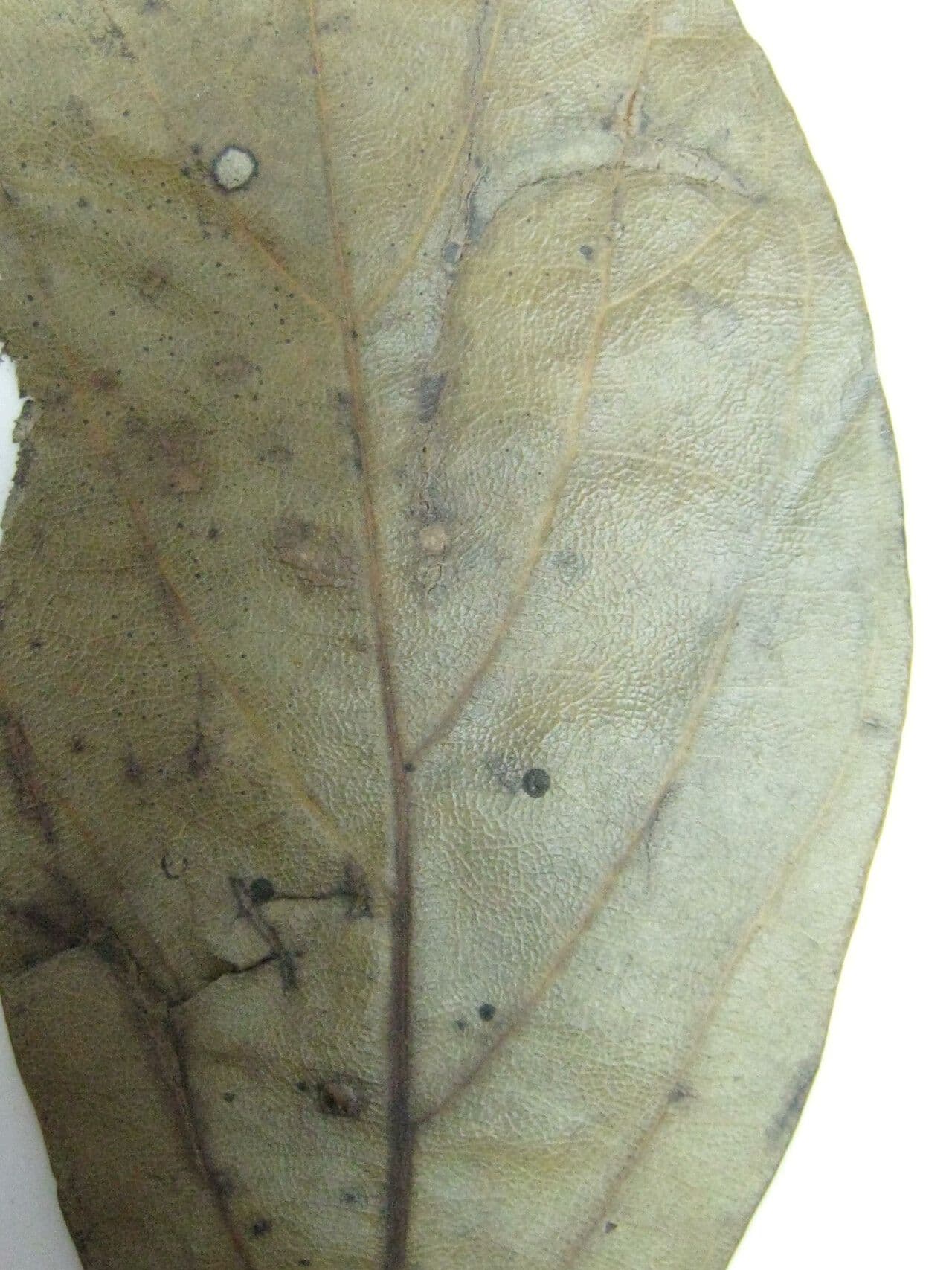 Ocotea