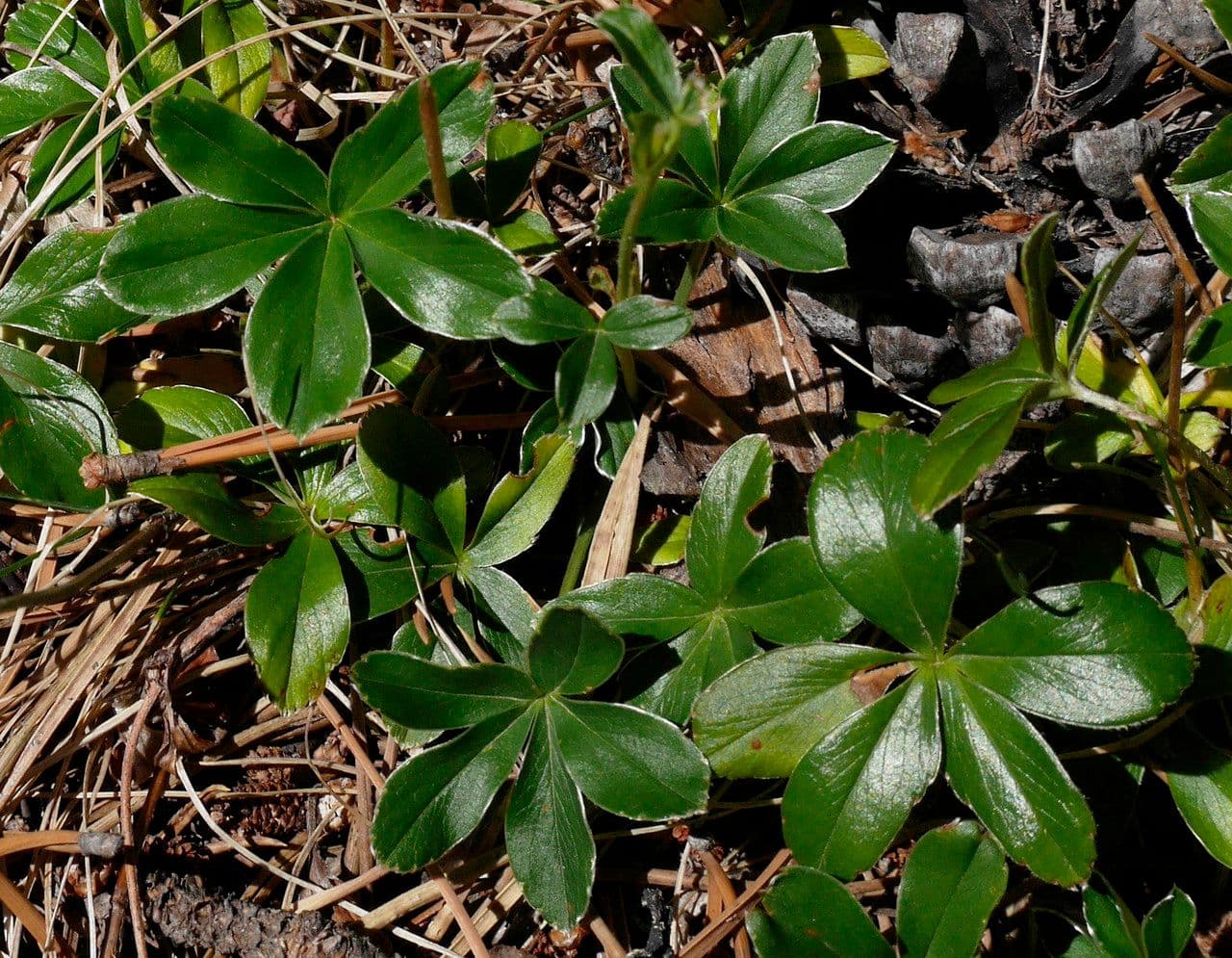 Alchemilla saxatilis 12