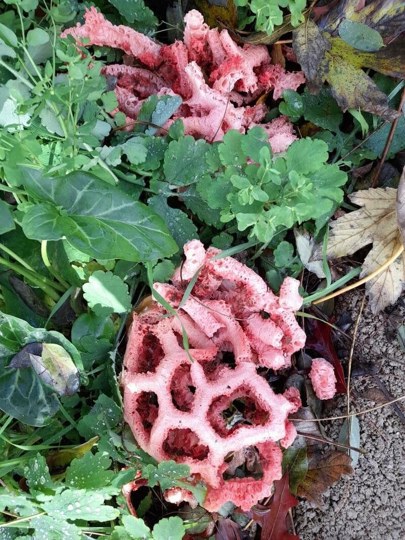 Hydnora 2