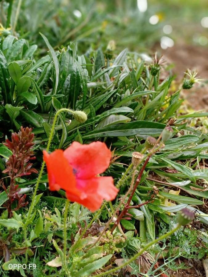 Sand-Mohn 17